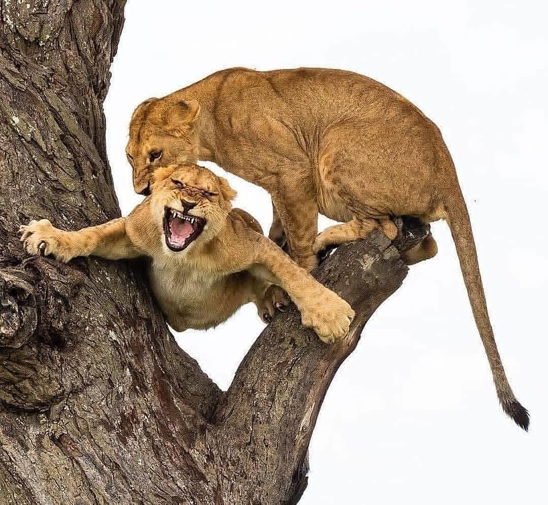 Беременная львица и Лев