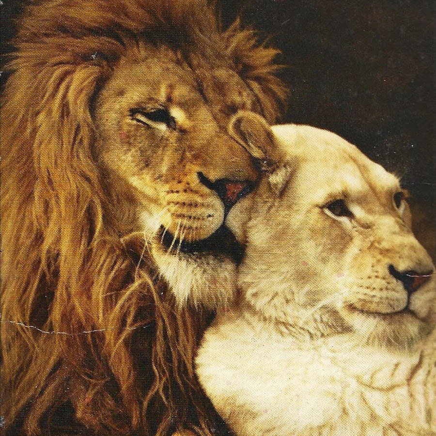 Спокойной ночи Лев