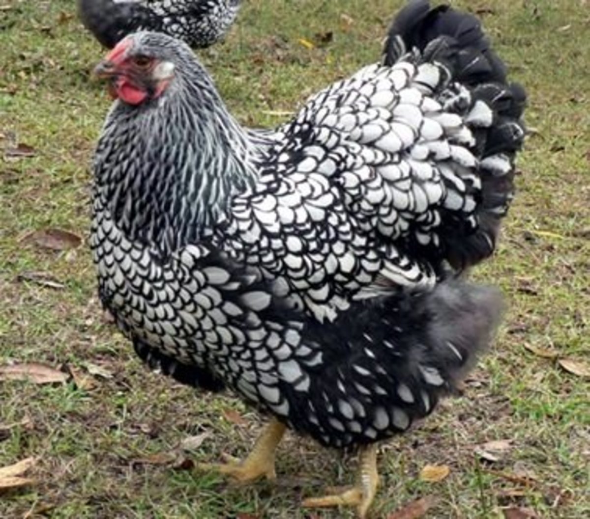 Silver Laced Wyandotte