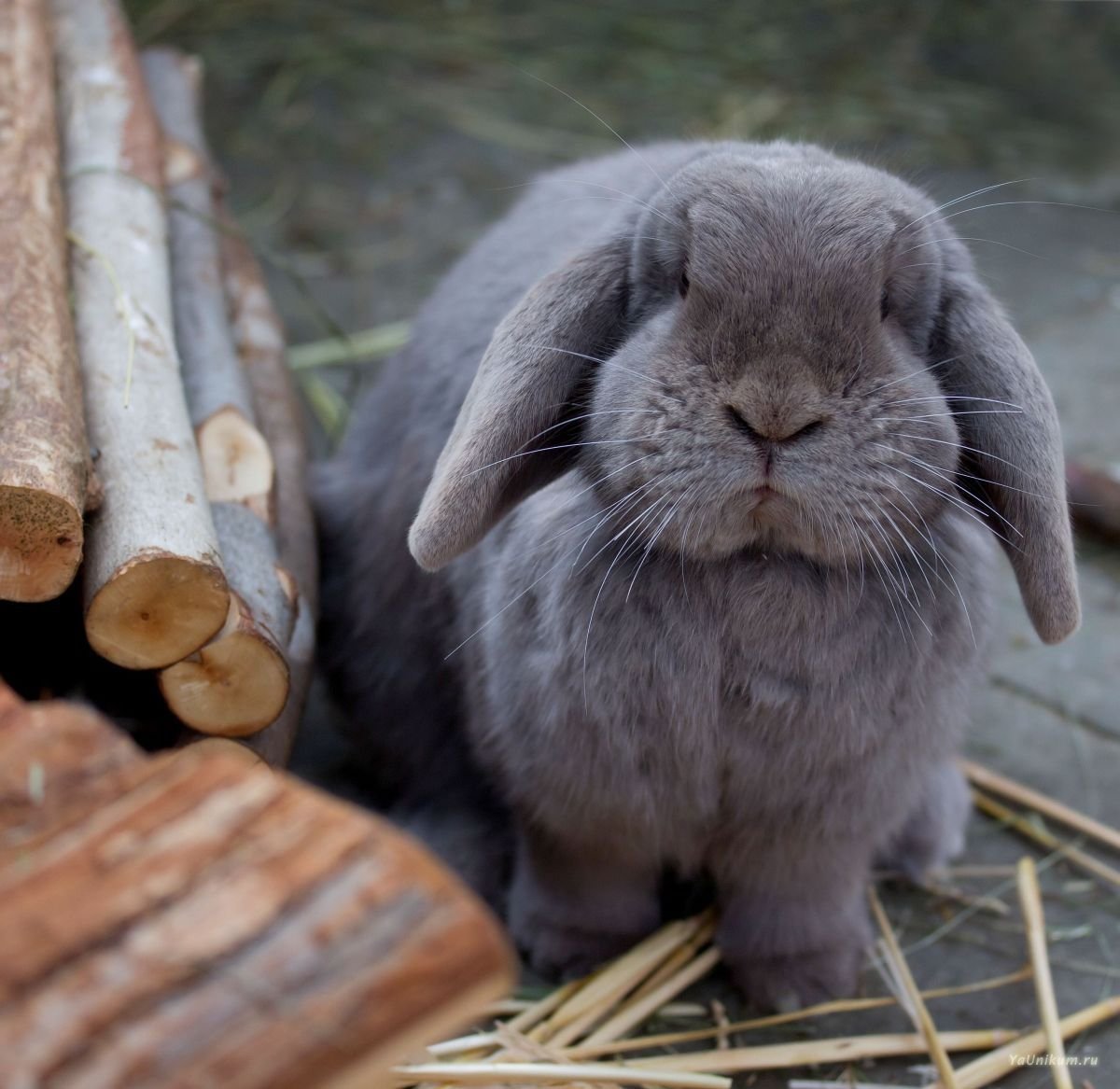 Кролик баран вислоухий великан