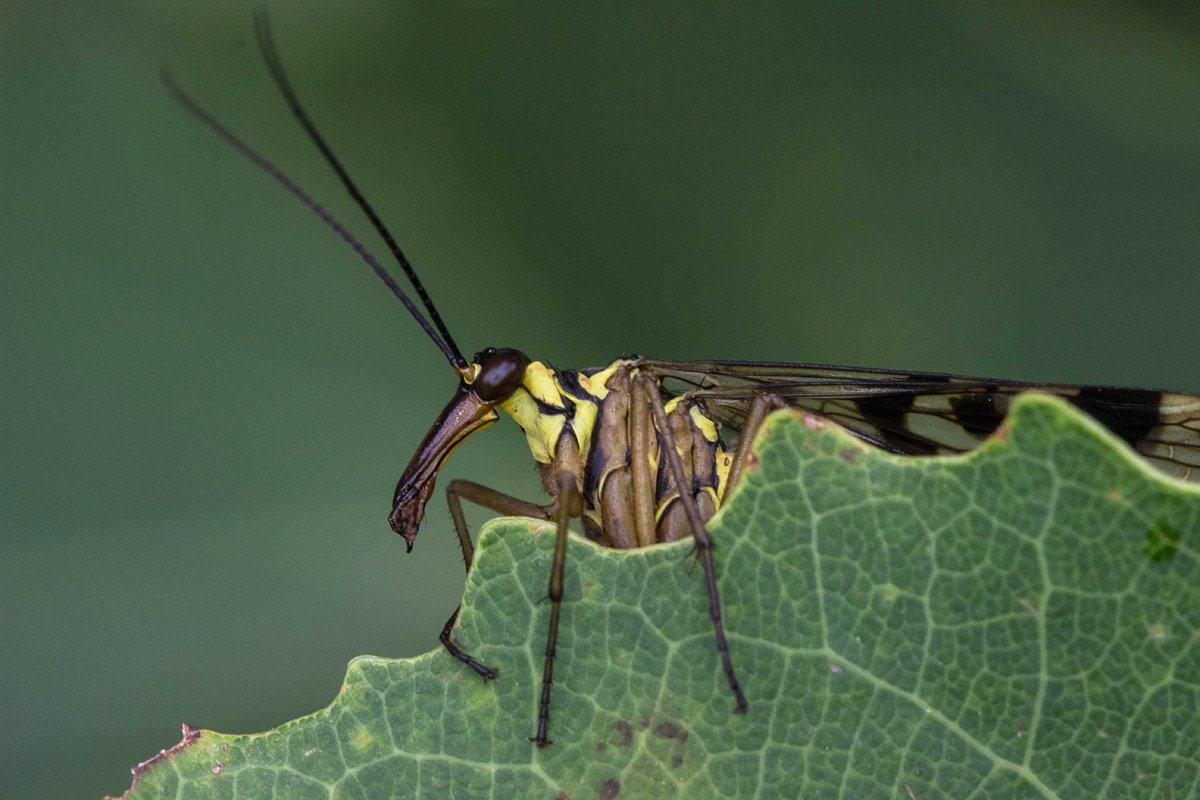 Шестиногие насекомые