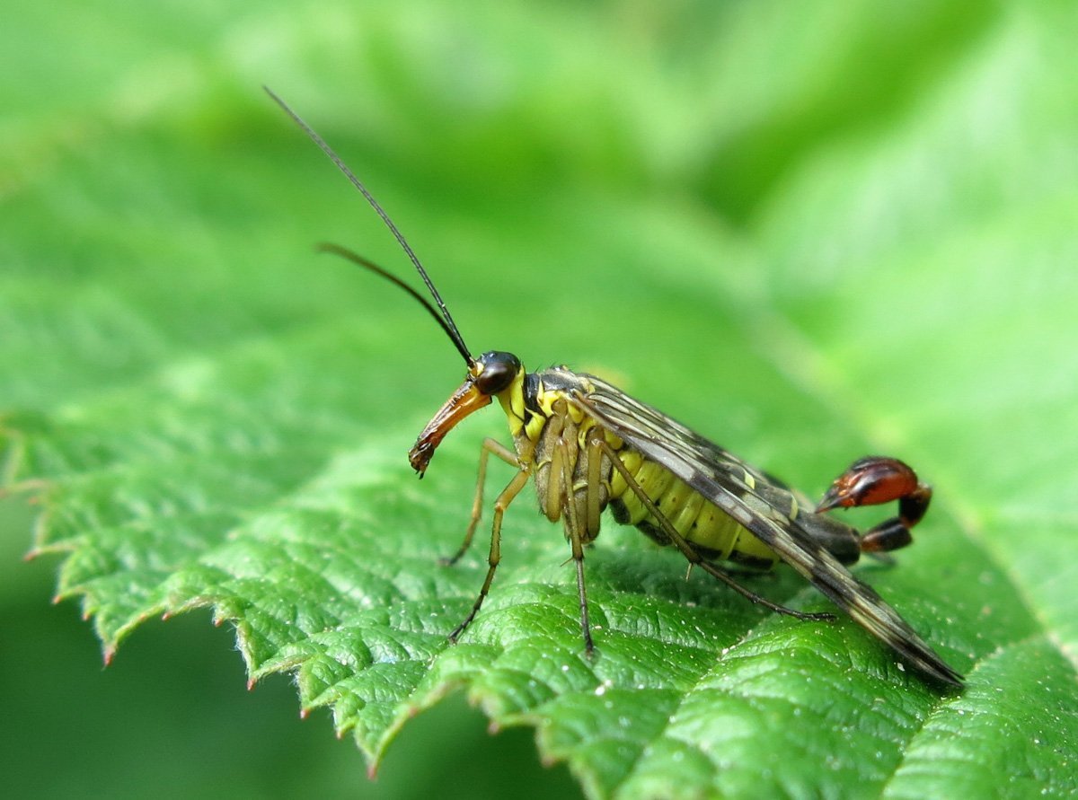 Скорпионовая Муха