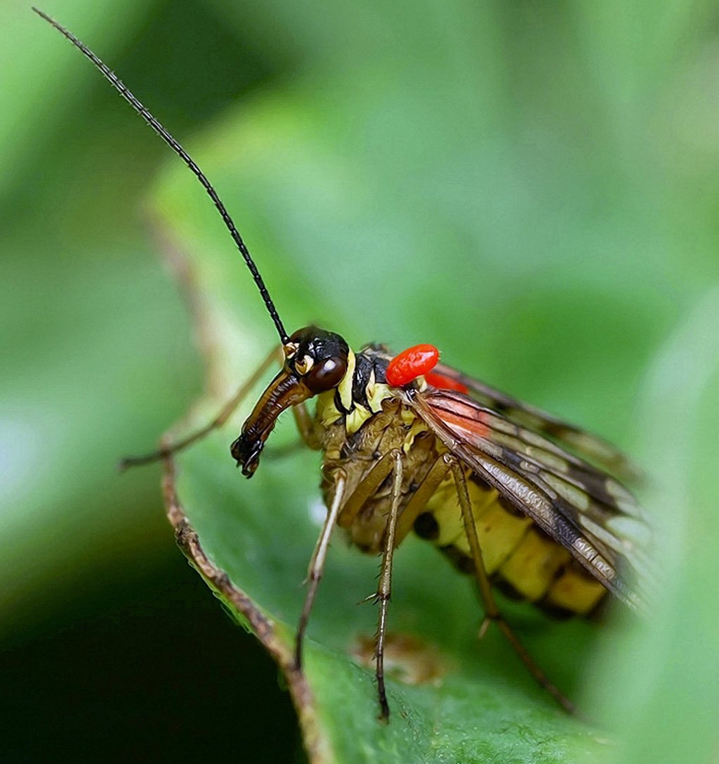 Необычные летающие насекомые