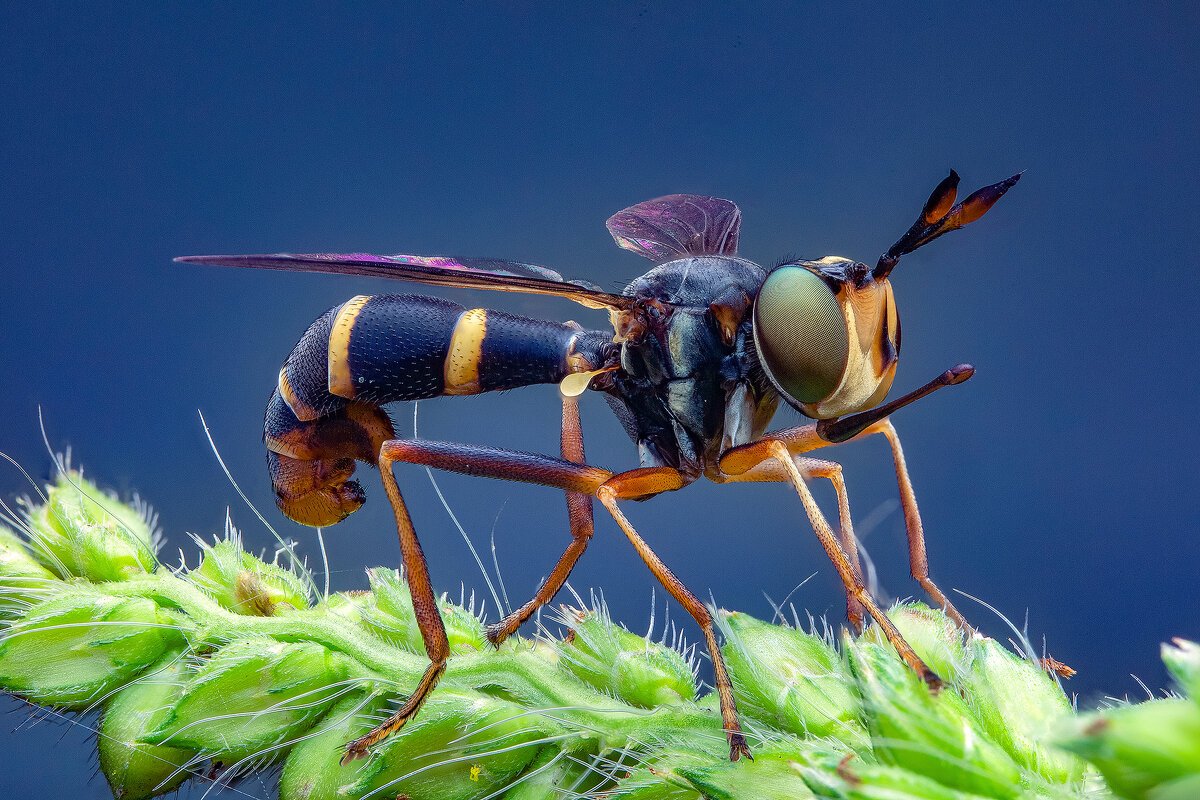 Челюсти Стрекозы под микроскопом