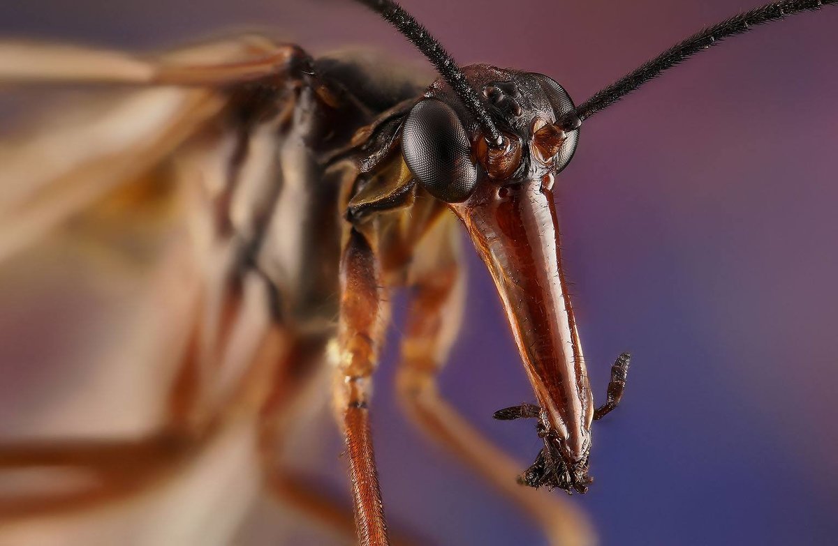 Скорпионовая Муха