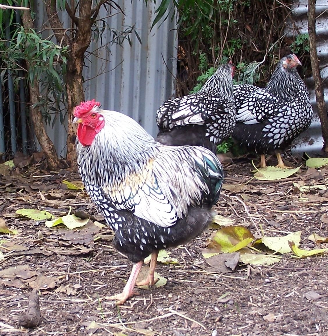 Виандот серебро порода кур