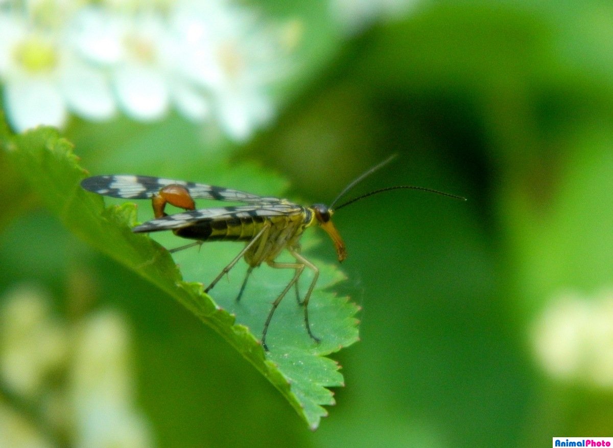 Отряд скорпионницы