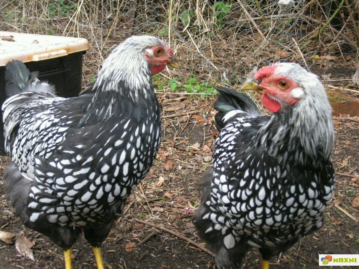 Виандот полосатый