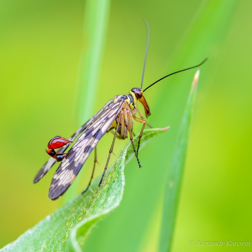 Скорпионница растение