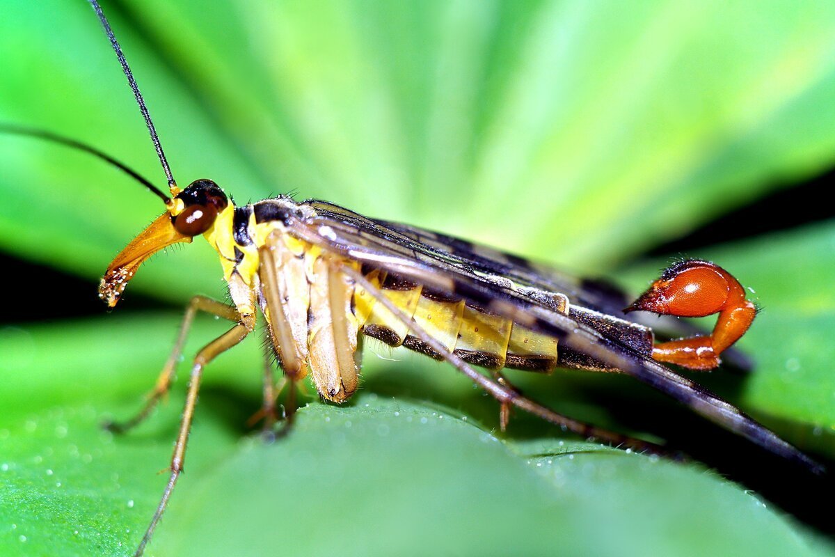 Скорпионова Муха