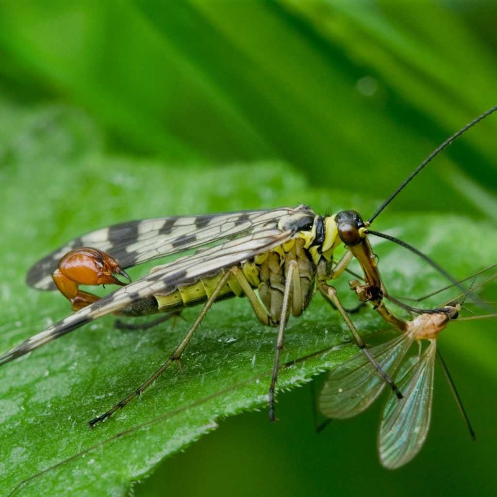 Насекомое скорпионовая Муха