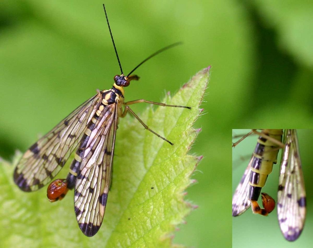 Скорпионницы насекомые ротовой аппарат