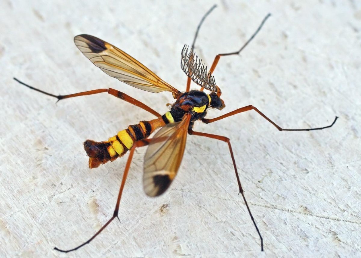 Жук Горбатка бразильская