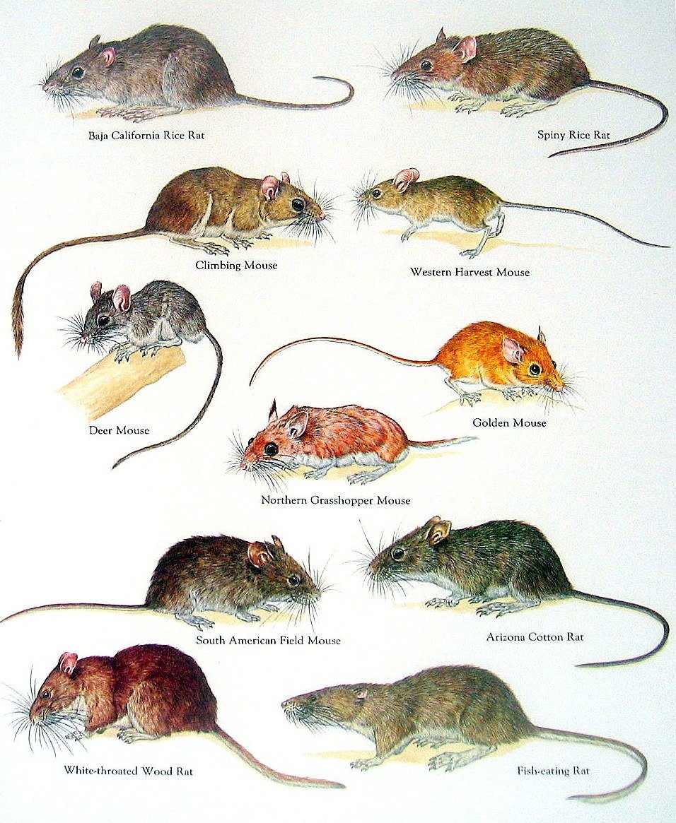 Каких грызунов называют. Грызуны с названиями. Типы мышей грызунов. Породы и разновидности крыс. Виды крыс диких.