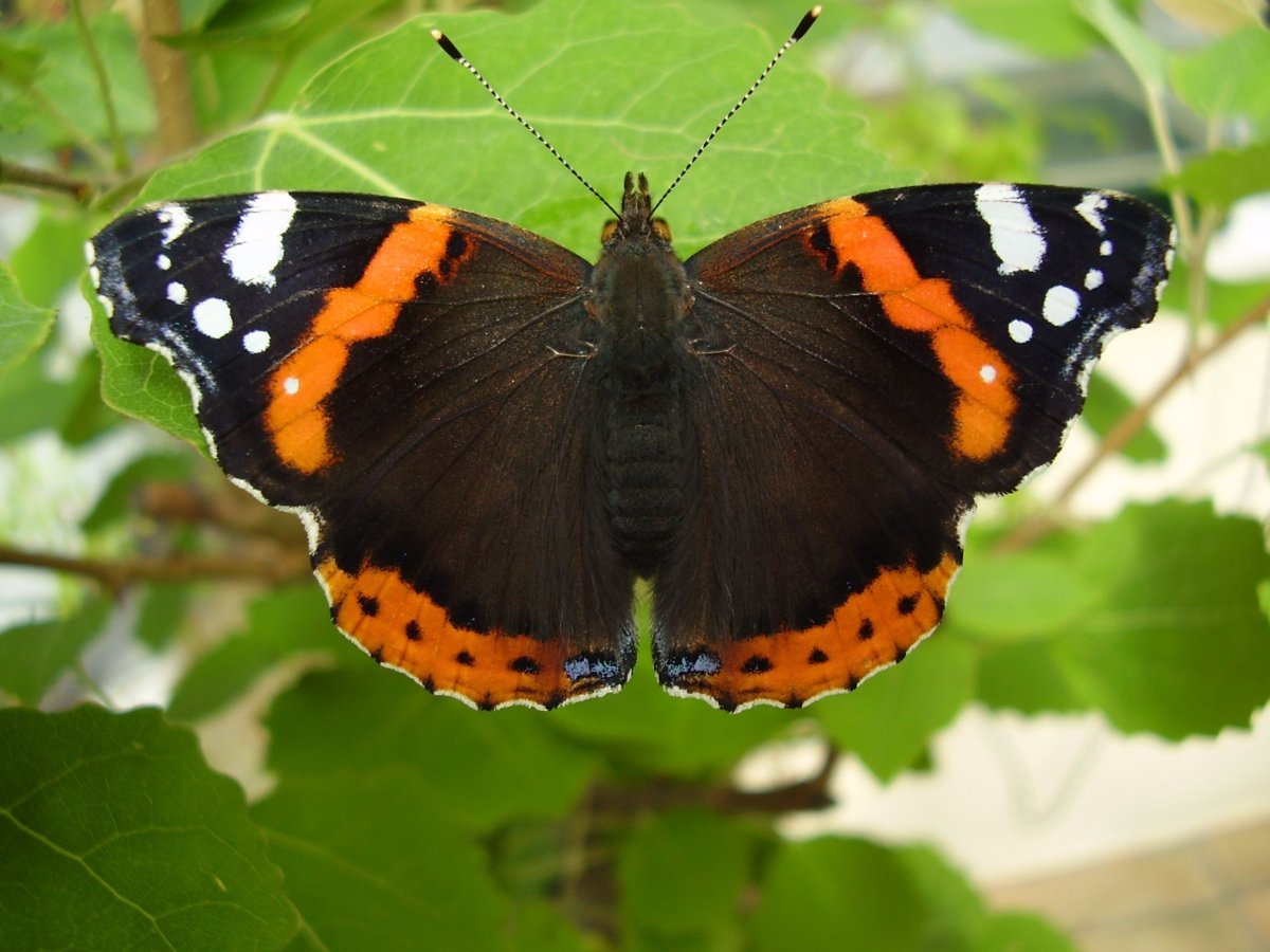 Бабочка Адмирал крапивница траурница