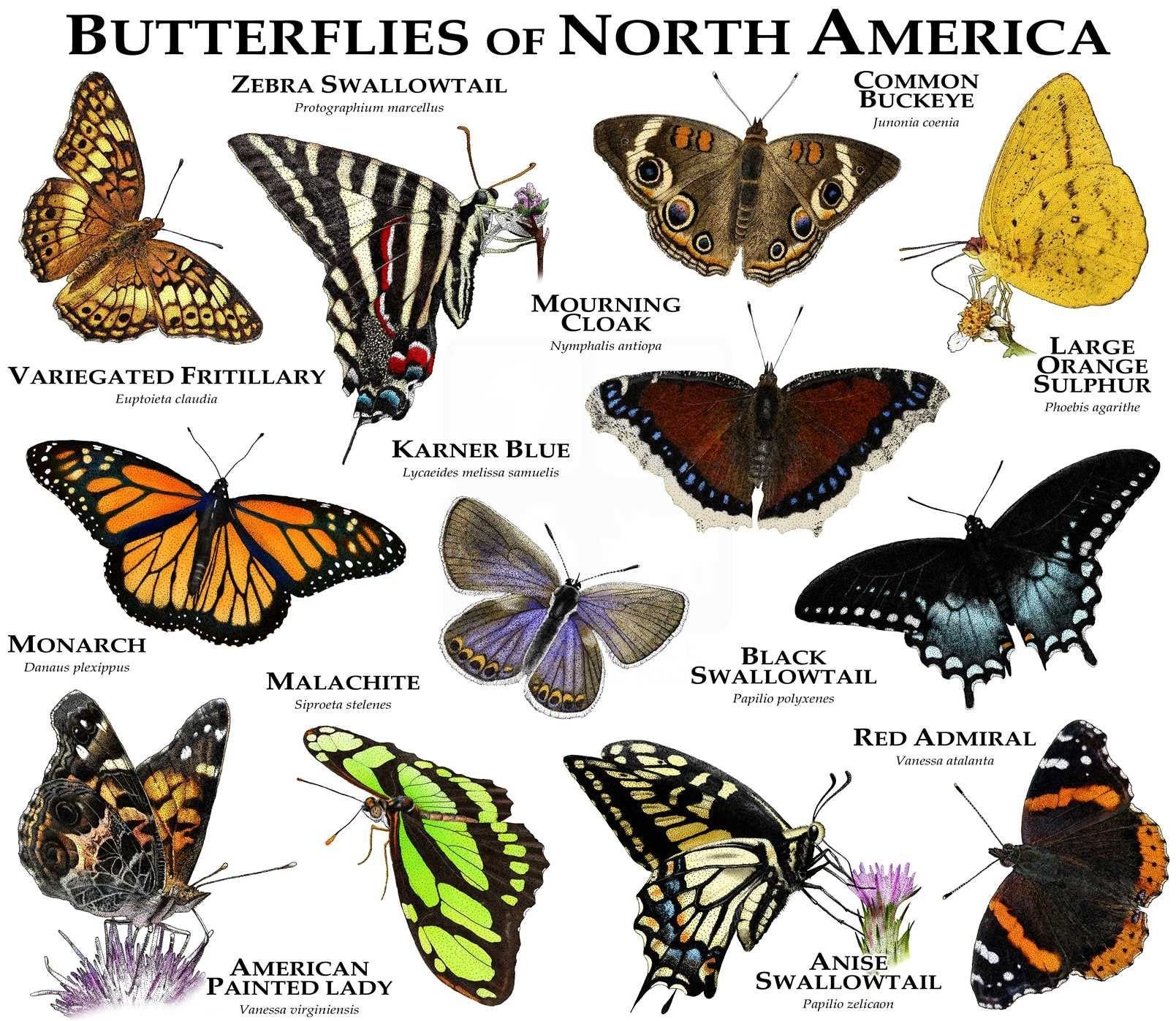 Название рисунков бабочки. Виды бабочек. Бабочки разновидности с названиями. Породы бабочек названия. Разновидности бабочек с картинками.