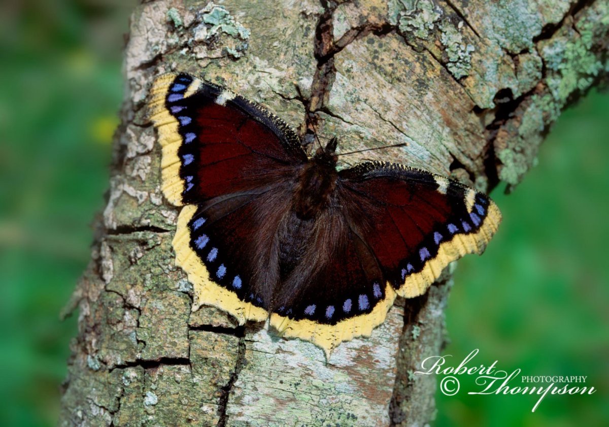 Бабочка Адмирал крапивница траурница