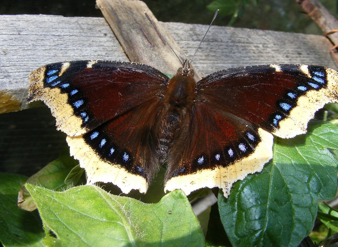 Махаон траурница