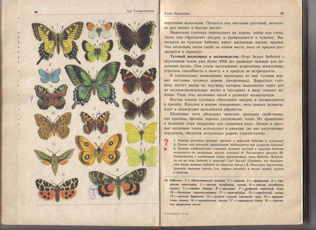 Зеленые страницы первые бабочки читать