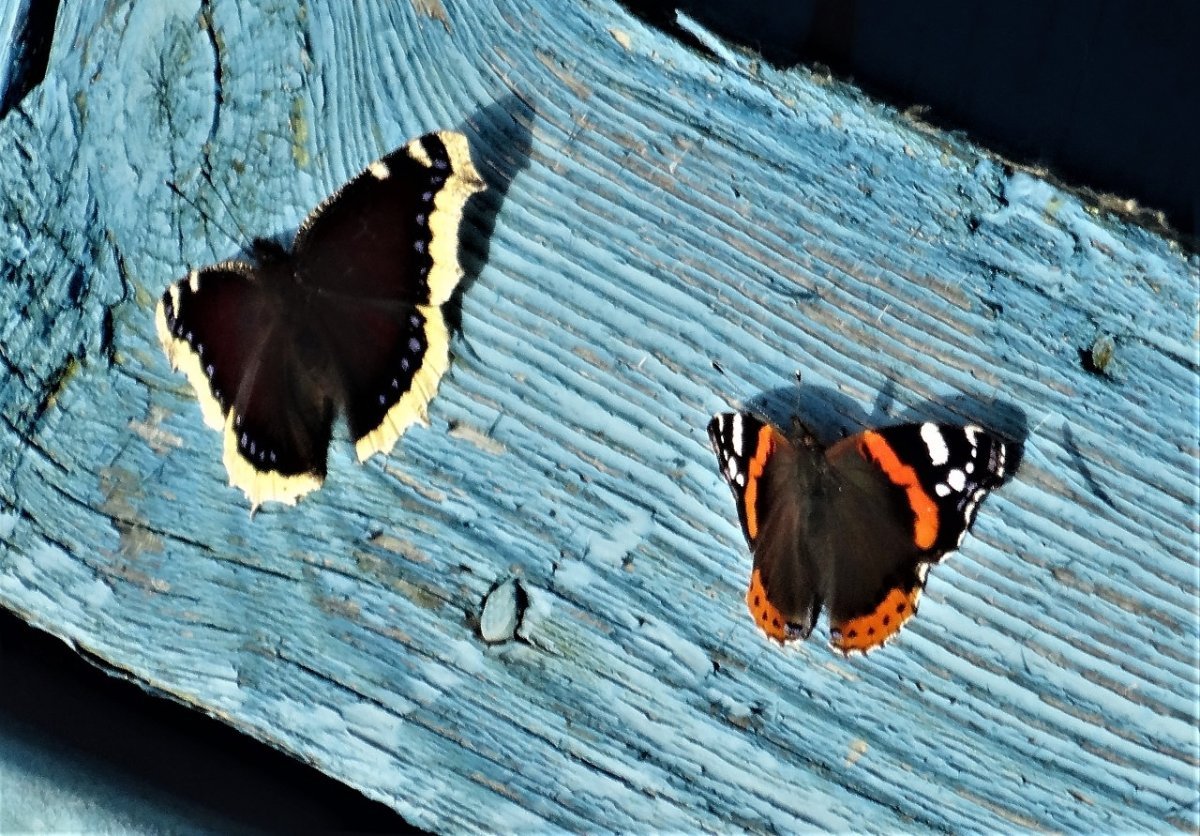 Бабочки траурница и Адмирал