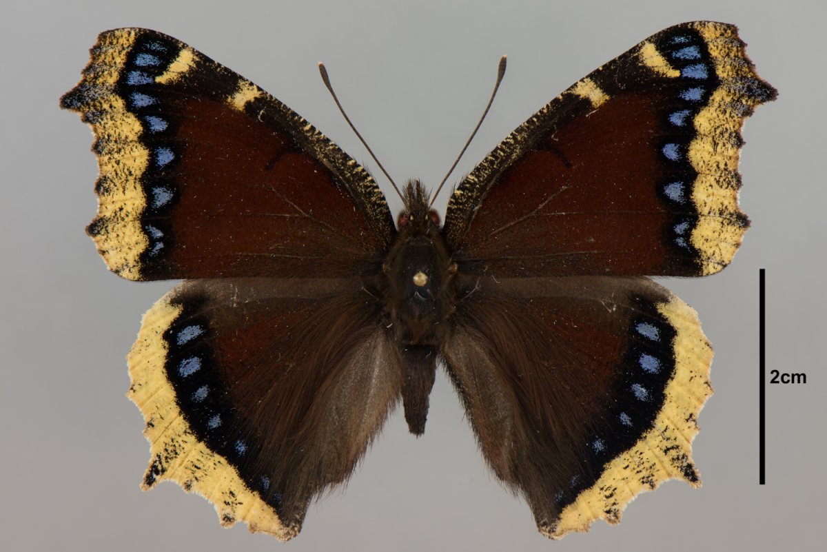 Нимфалида Орифия