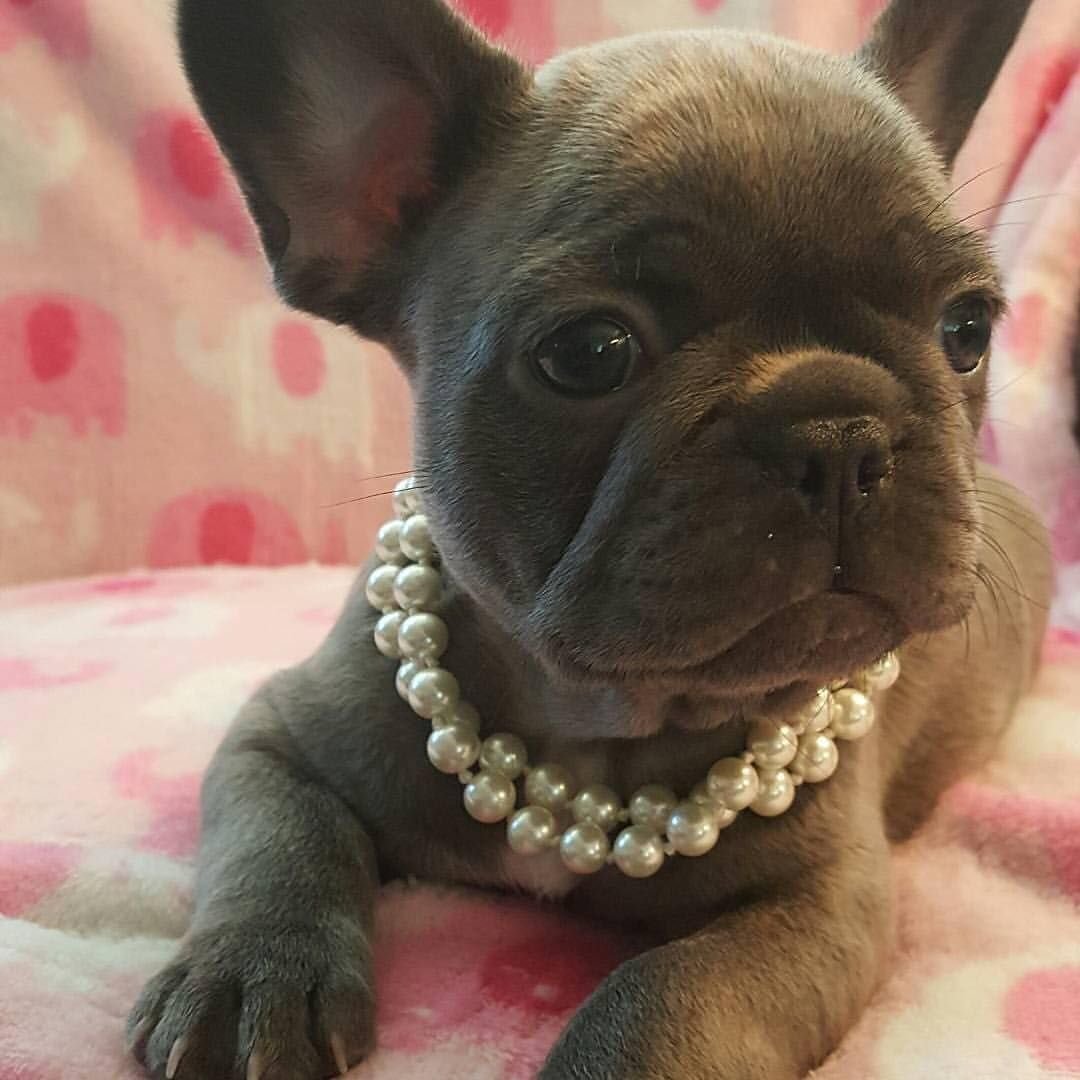 Французский бульдог мини шоколадный