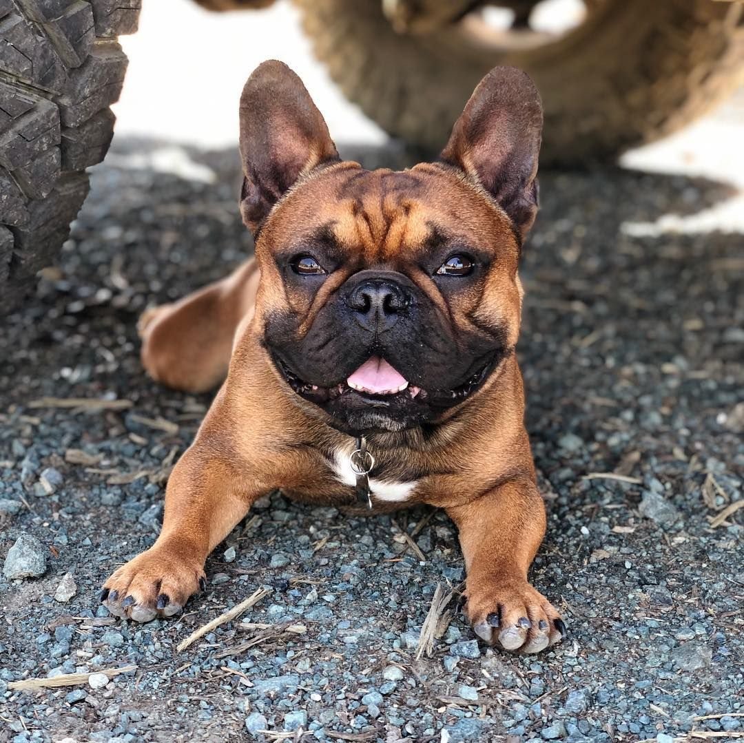 Йоркширский бульдог