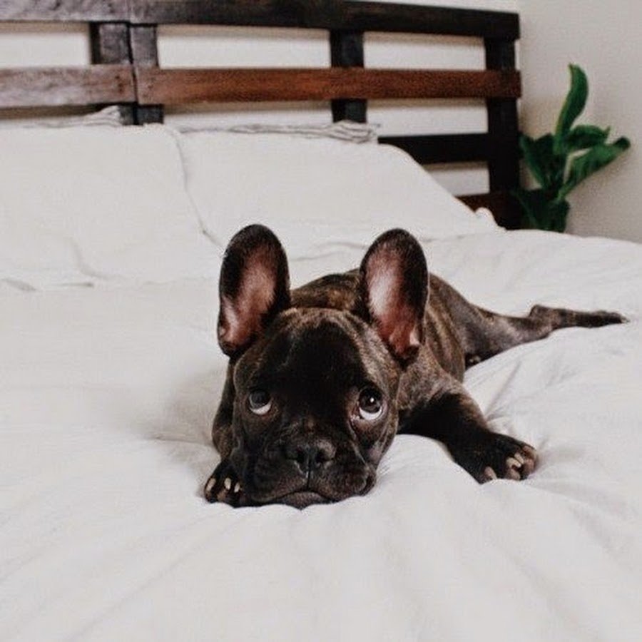 Французский бульдог в ванной