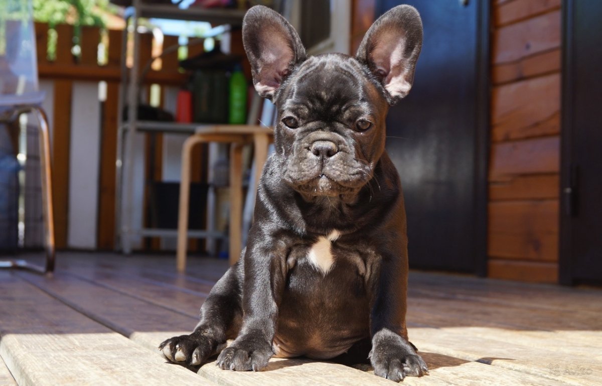 Черно подпалый французский бульдог