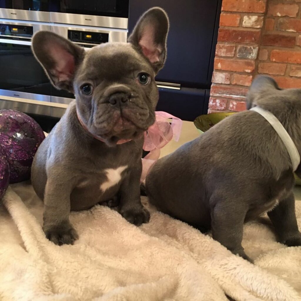 Авито щенки французского бульдога