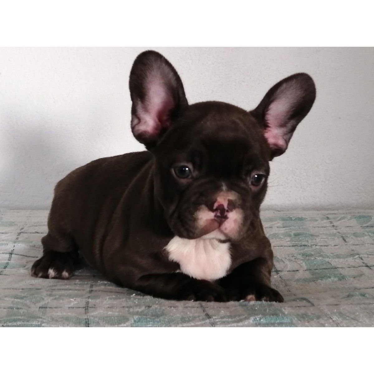 Шоколадный французский бульдог