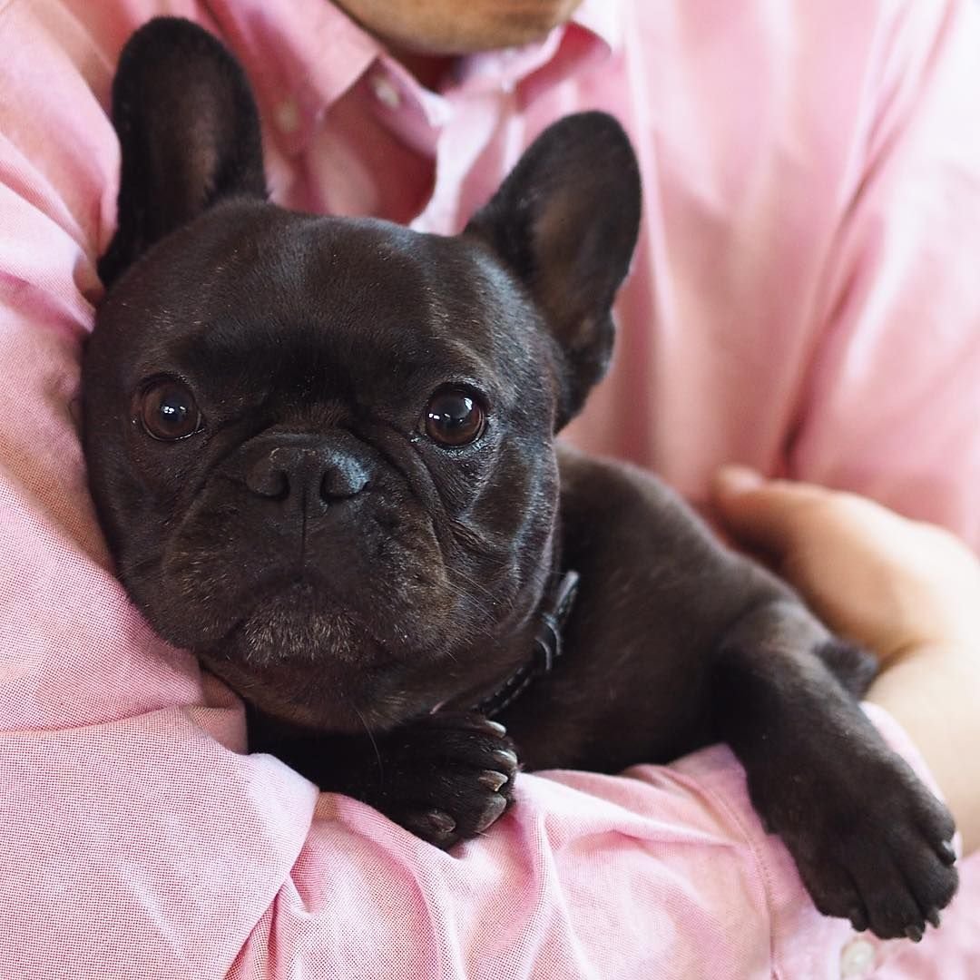 Французский бульдог мини черный