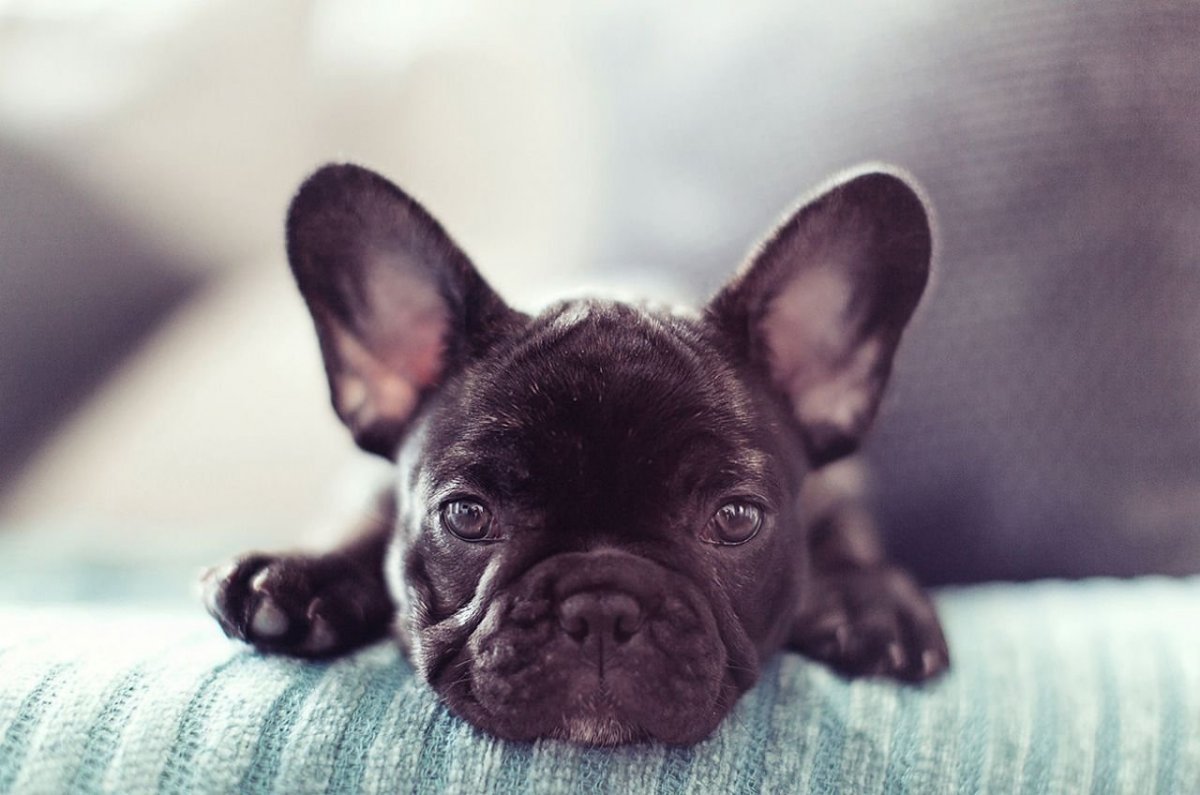 Французский бульдог голубой Соболь