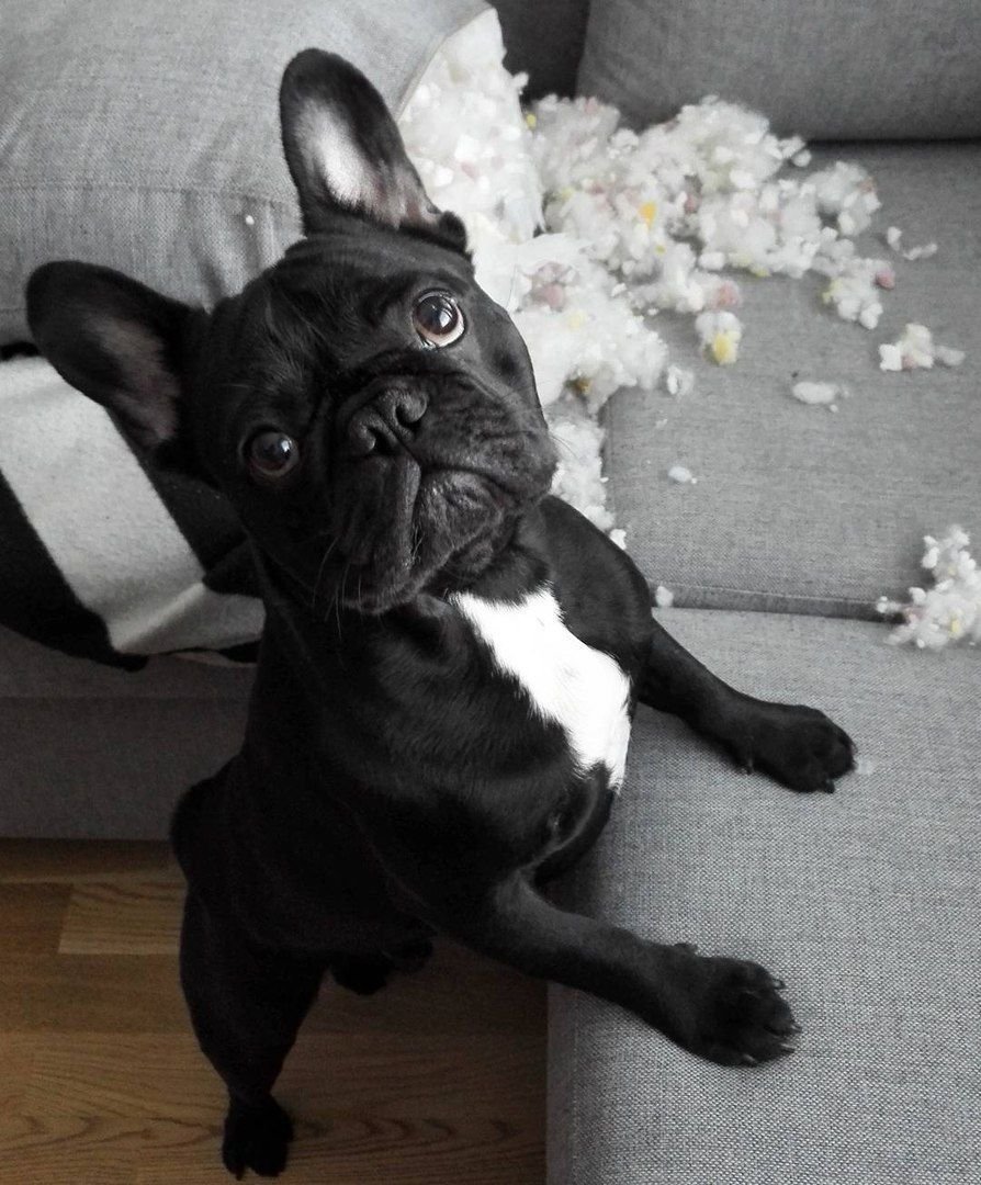 Французский бульдог черный