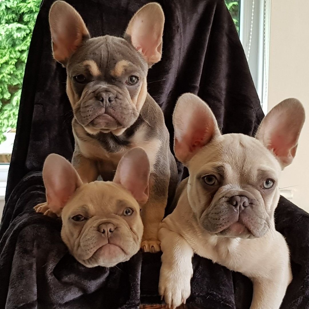 Французский бульдог молочный