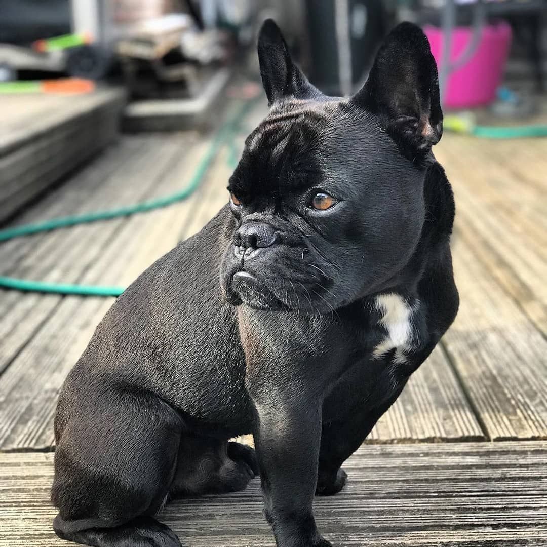 Голубой Солид французский бульдог