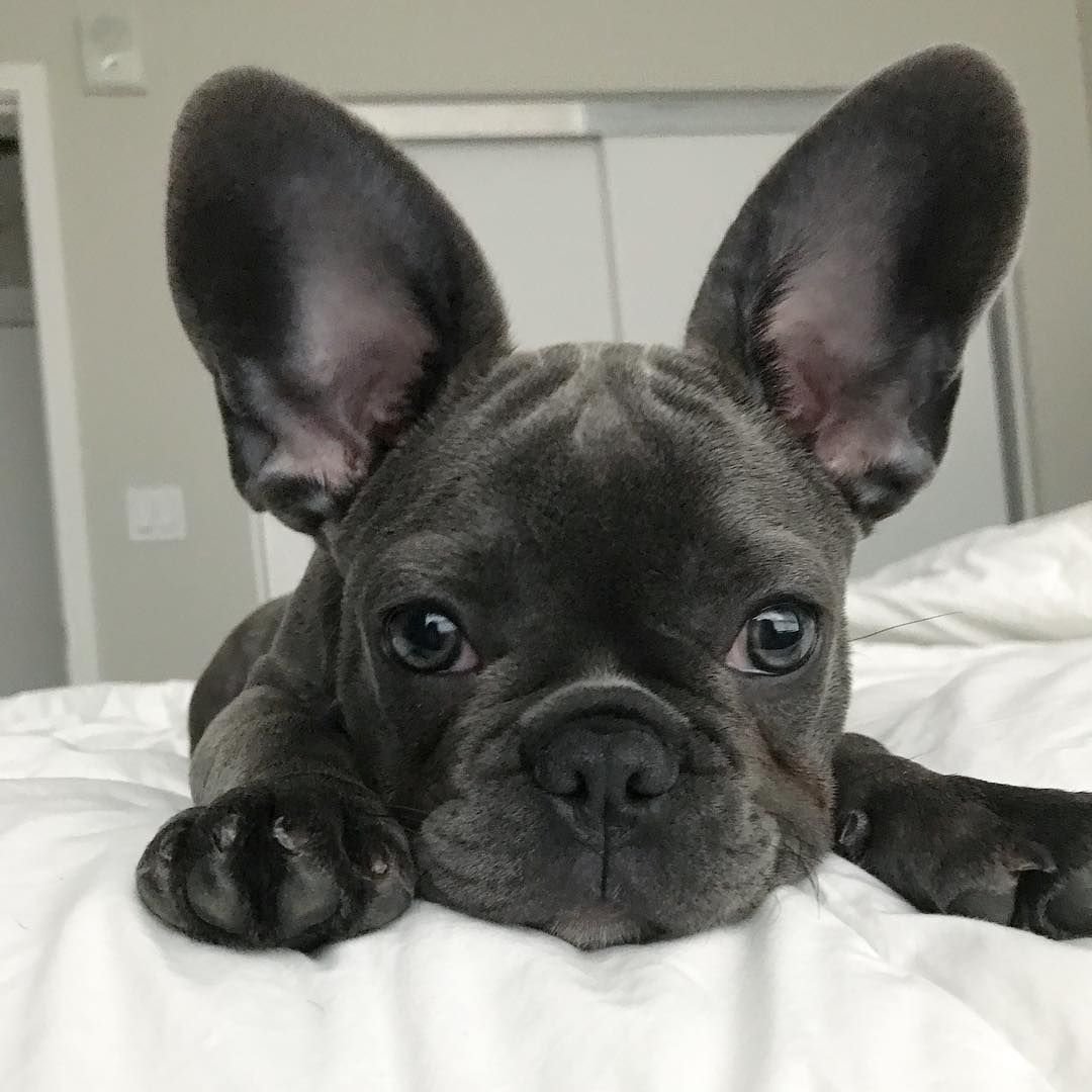 Французский бульдог Чивас