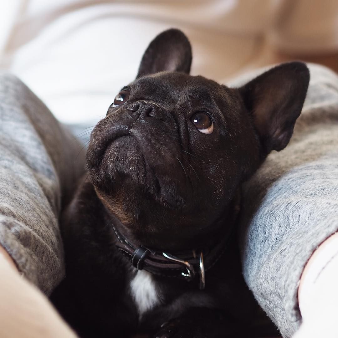 Французский бульдог черный