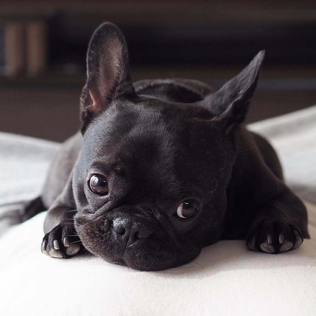 Французский бульдог черный щенок