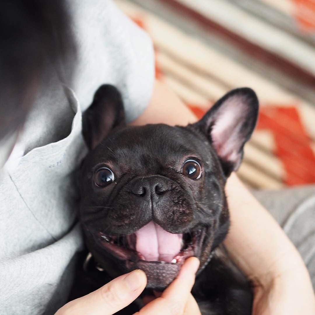 Милые щенки французского бульдога