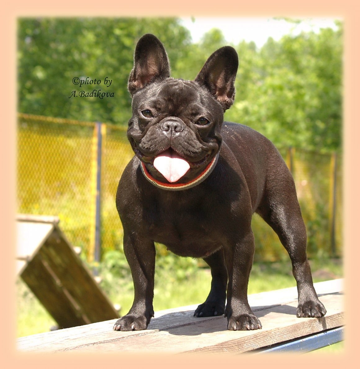 Французский бульдог шоколадно подпалый
