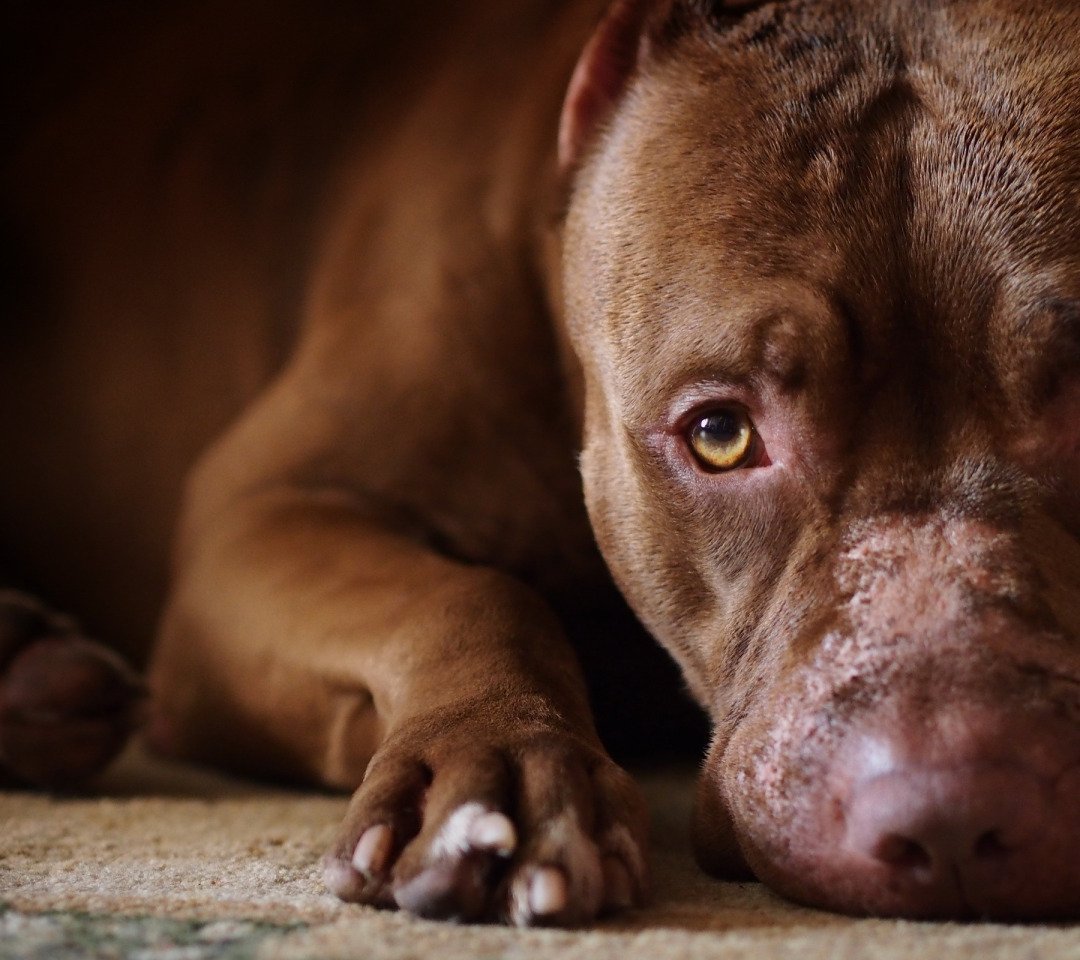 Фотообои питбуль