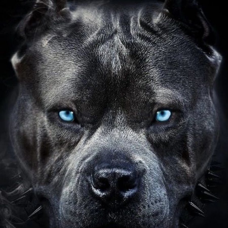 Питбуль с суровым взглядом