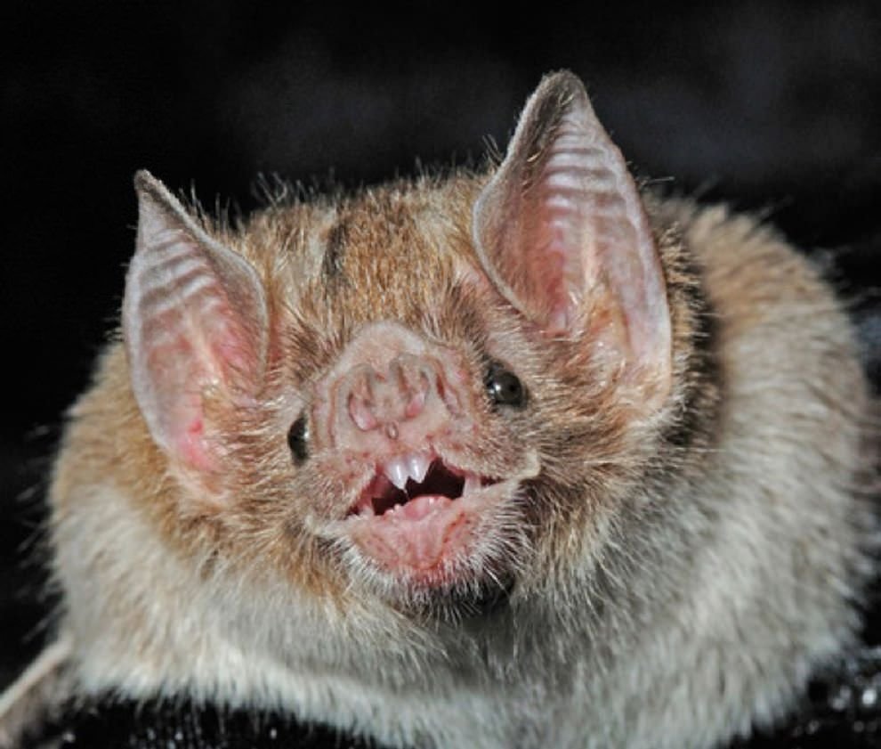 Белые нильские крыланы