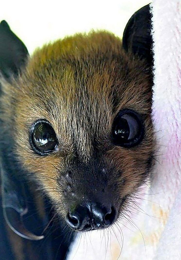 Нильский крылан детеныш