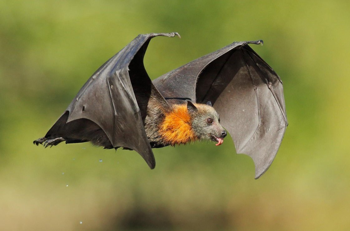 Калонг летучая лисица