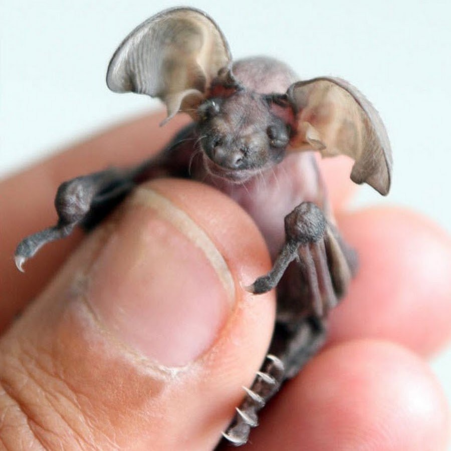 Летучая мышь для презентации