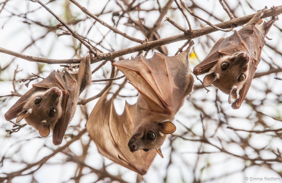 Кондрат летучая мышь