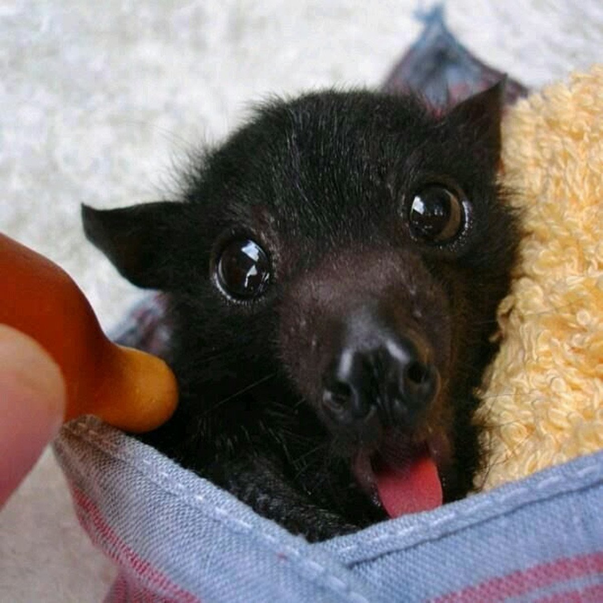 Летучая мышь собака