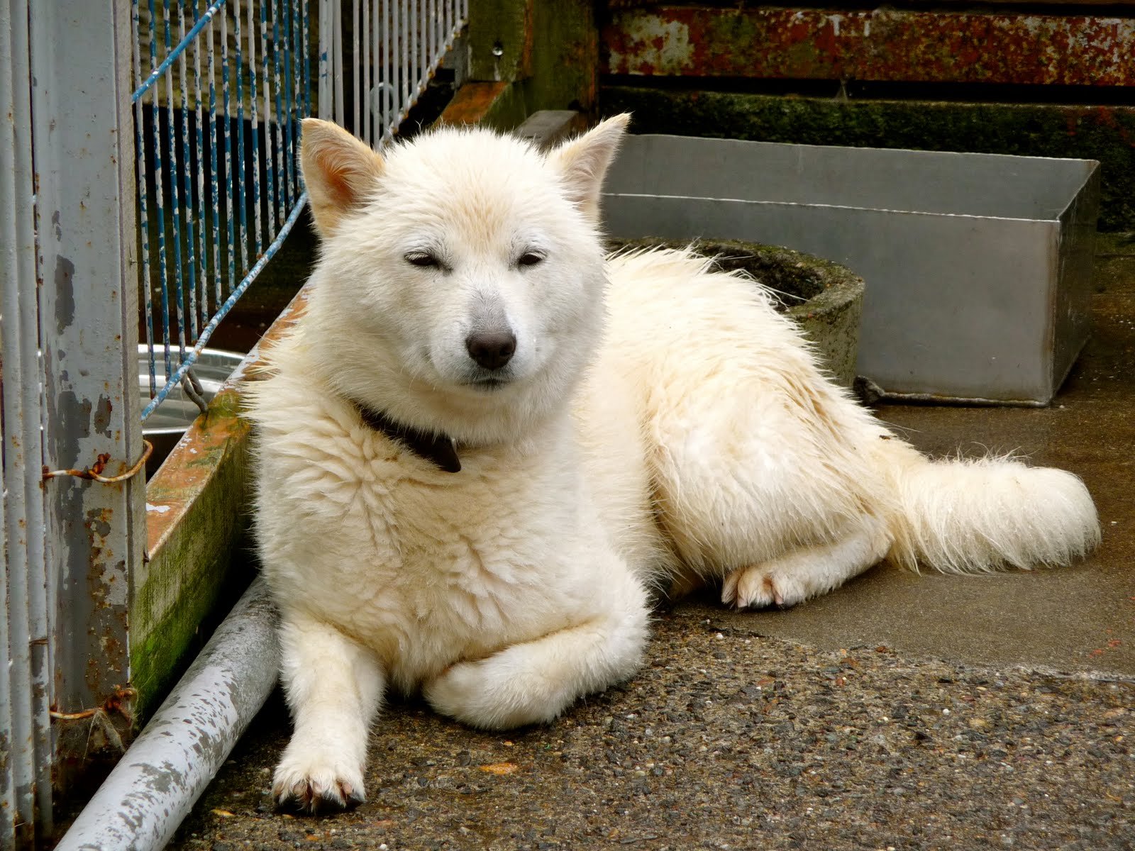 Белый хатико. Айну Кен. Хоккайдо ину собака. Хоккайдо (Айну-Кен). Хоккайдо (порода собак) альбинос.